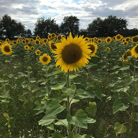 French Fields Luxury Glamping Original Mongolian Yurt Luxe tent