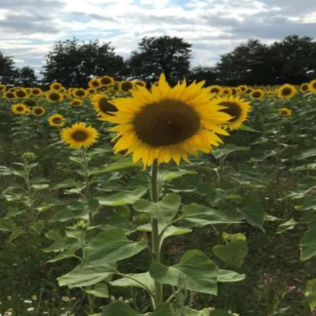 French Fields Luxury Glamping Original Mongolian Yurt * Le-Vieux-Cerier