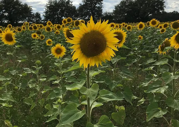 French Fields Luxury Glamping Original Mongolian Yurt Luxury tent