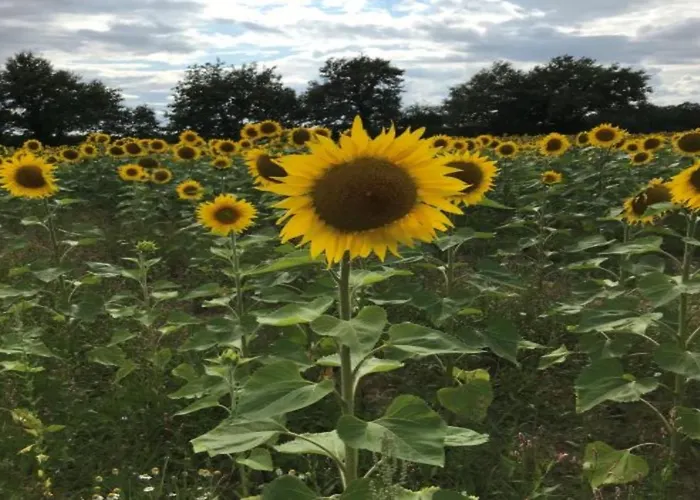 French Fields Luxury Glamping Original Mongolian Yurt * Le-Vieux-Cerier